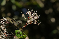 Ixora nigricans